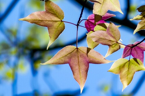 滋賀県大津市皇子が丘公園　太陽光で色とりどりに輝くフウノキの葉